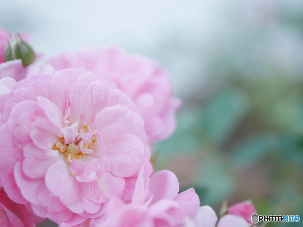 「The Fairy」