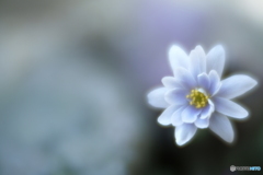 「雪割一華」