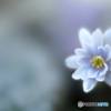 「雪割一華」