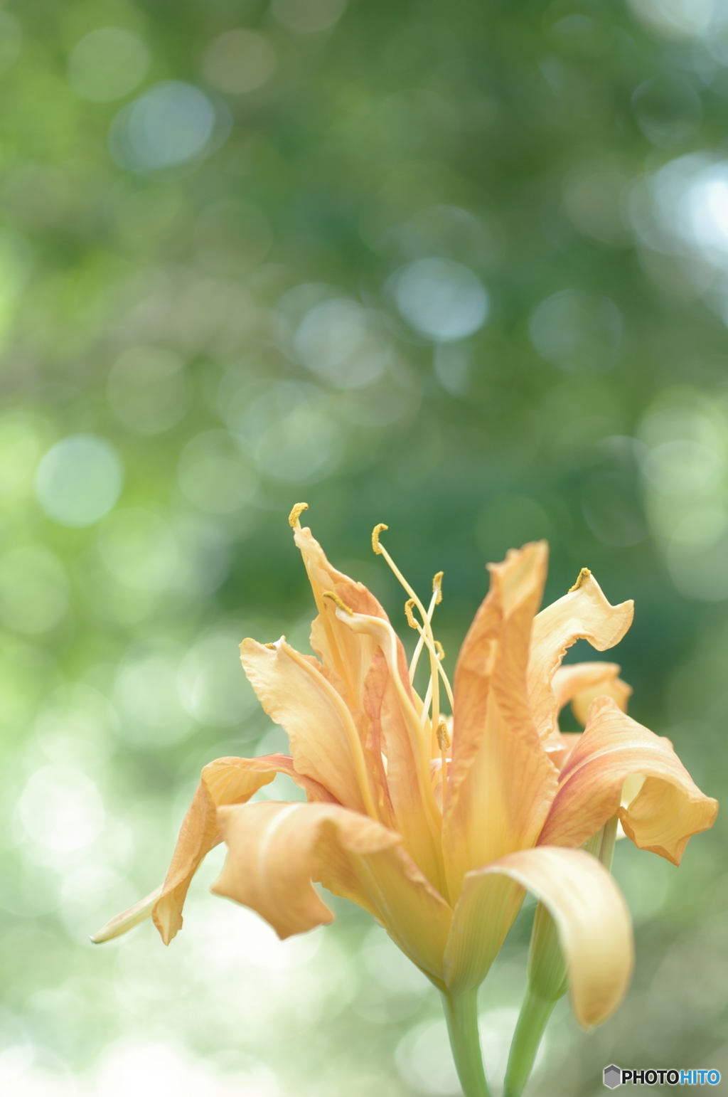 「Orange Daylily」