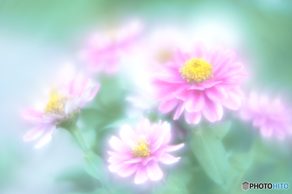 「Zinnia elegans」