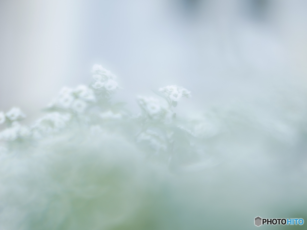 「Sweet alyssum」