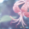 「嫌悪」