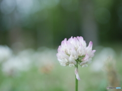 「White clover」