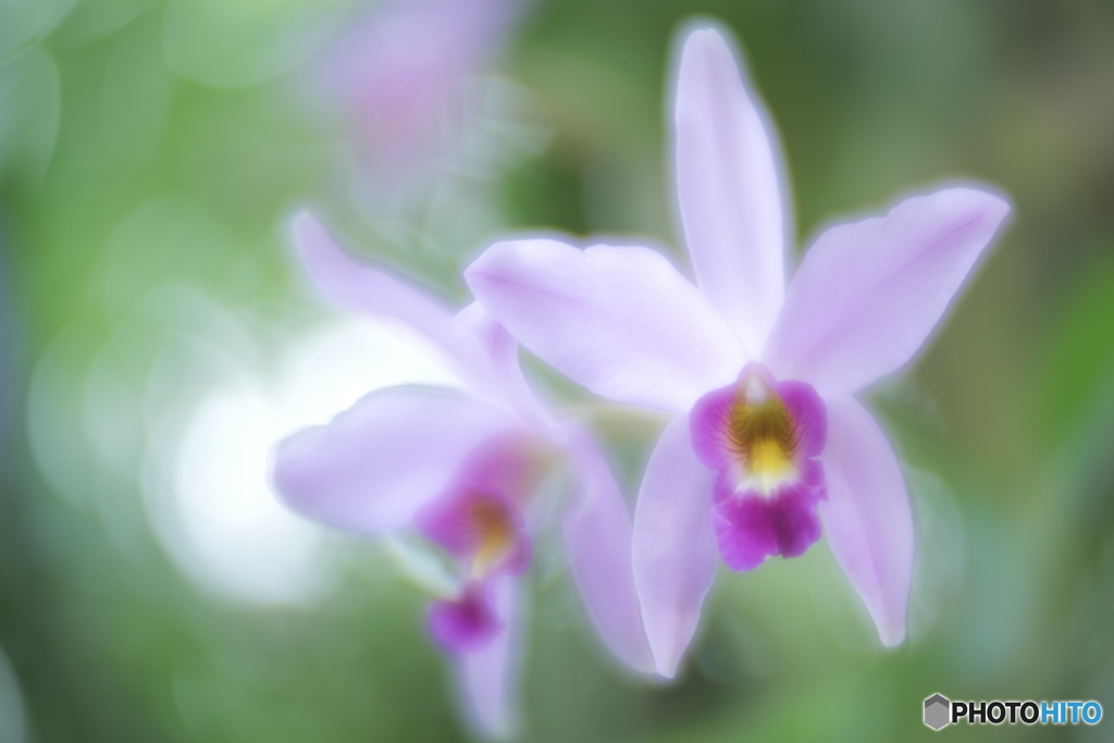 「Laelia anceps」