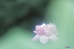 「Lotus」