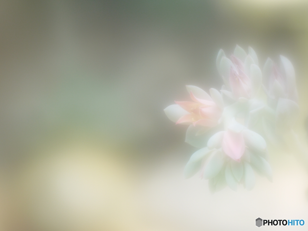 「Echeveria」