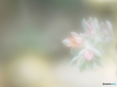 「Echeveria」