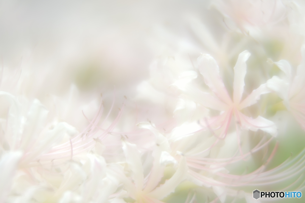 「白花の・・・」