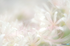「白花の・・・」