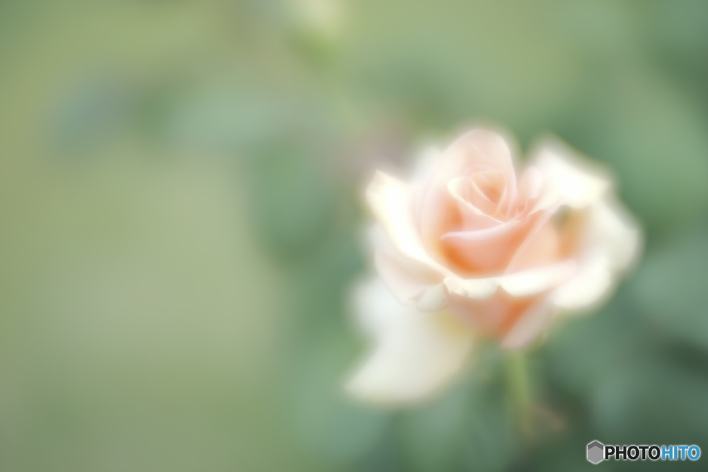 「Marilyn Monroe」