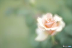 「Marilyn Monroe」