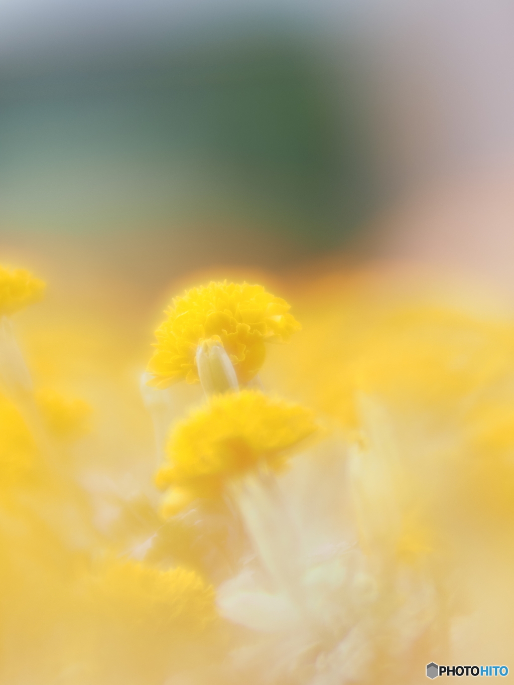 「Marigold」