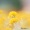 「Marigold」