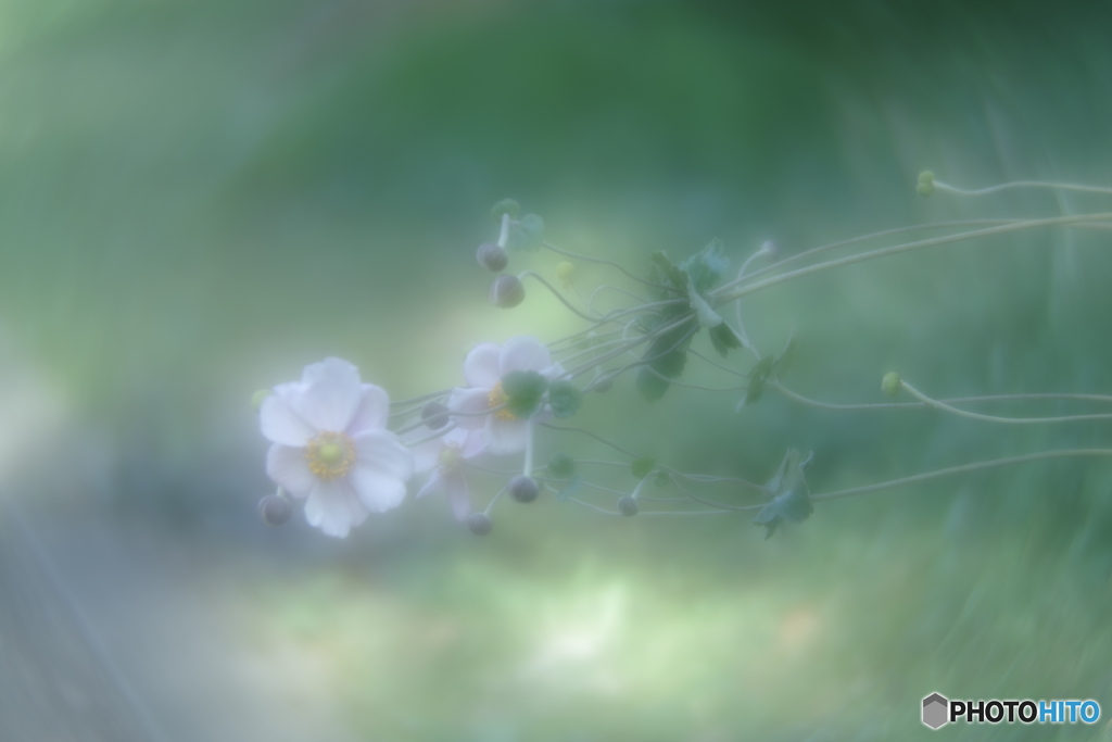 「smc  SOFT 85mm F2.2 」