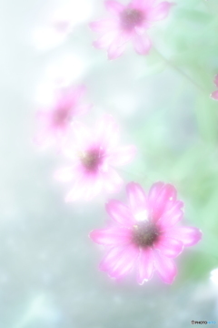 「Zinnia elegans」