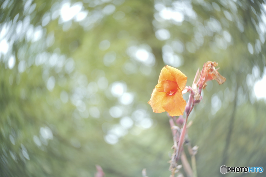 「Canna」