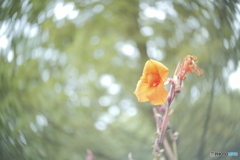 「Canna」