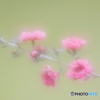 「Broom tea tree」