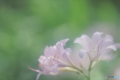 「夏水仙」