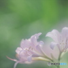 「夏水仙」