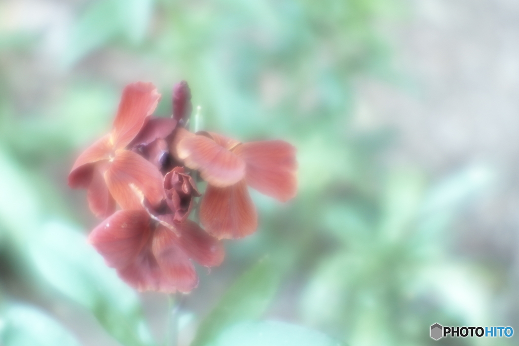 「匂紫羅欄花」