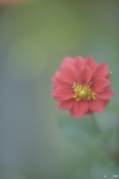 「華麗」