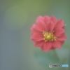 「華麗」