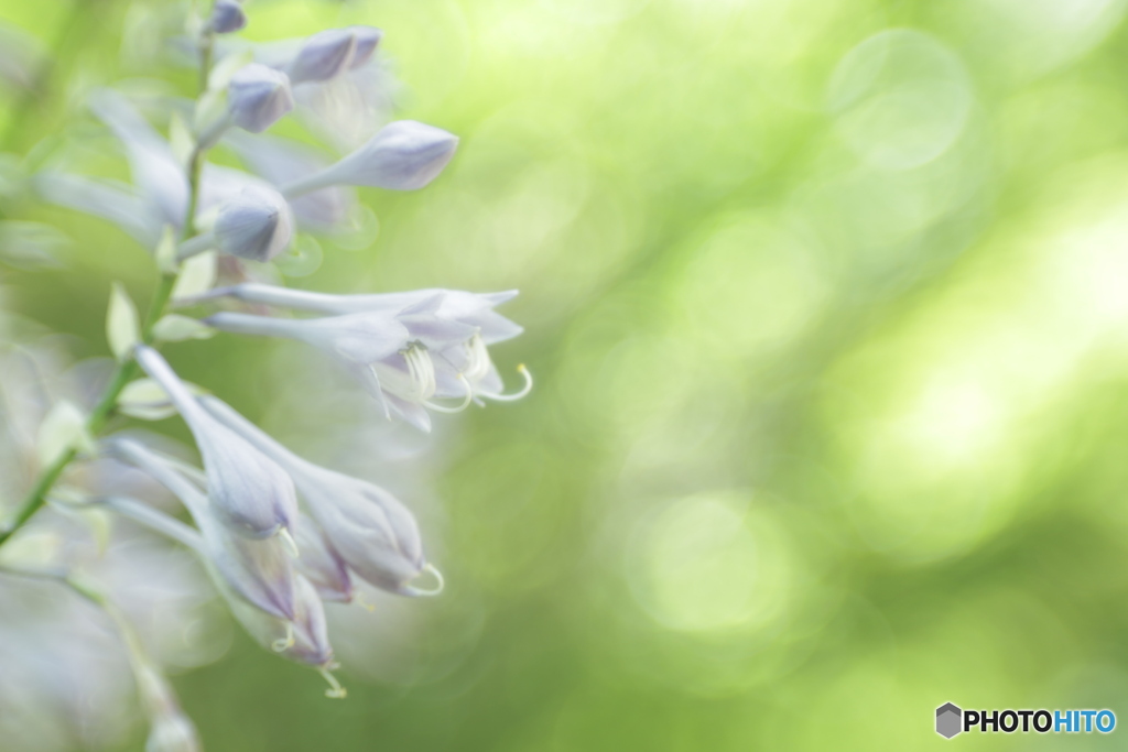 「plantain lily」
