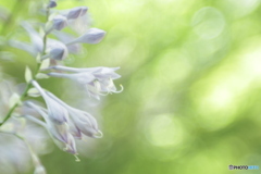 「plantain lily」