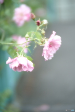 「美しく散る。。」