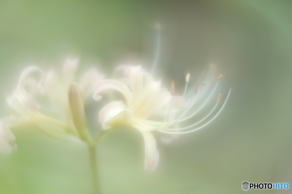 「Lycoris」