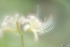 「Lycoris」