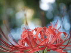 「雷花」