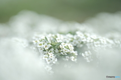 「Alyssum」