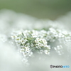 「Alyssum」