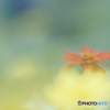 「Zinnia」