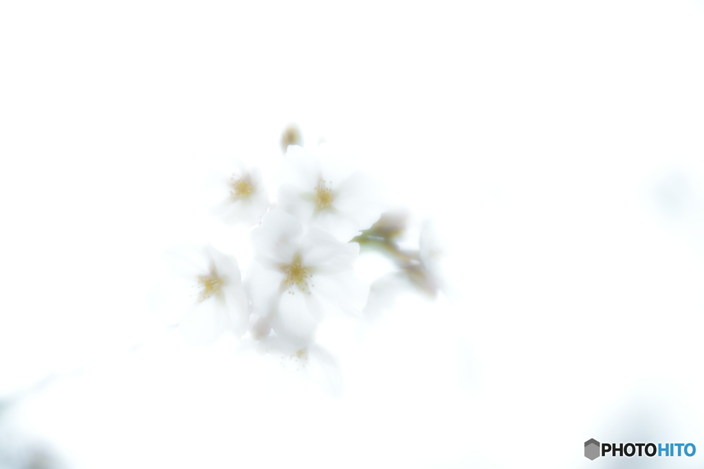 「桜の木の下で」
