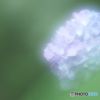 「好きだなんて言えない」