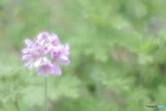 「恋煩い」