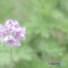 「恋煩い」
