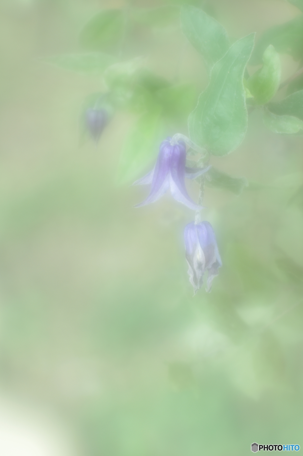 「名残の花」
