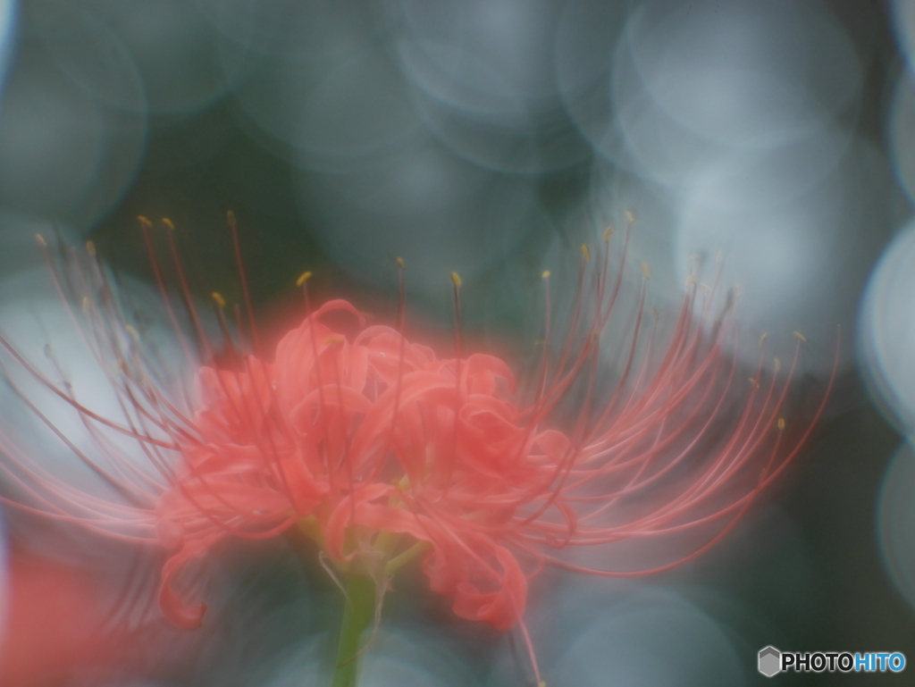 「長月の葉菜」