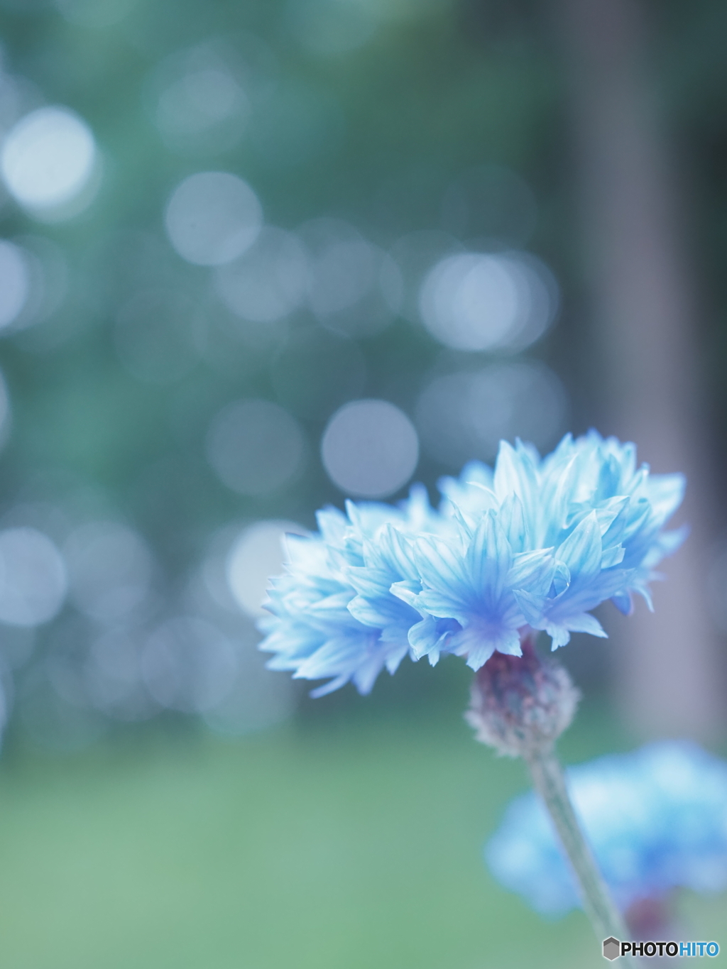 「Cornflower」