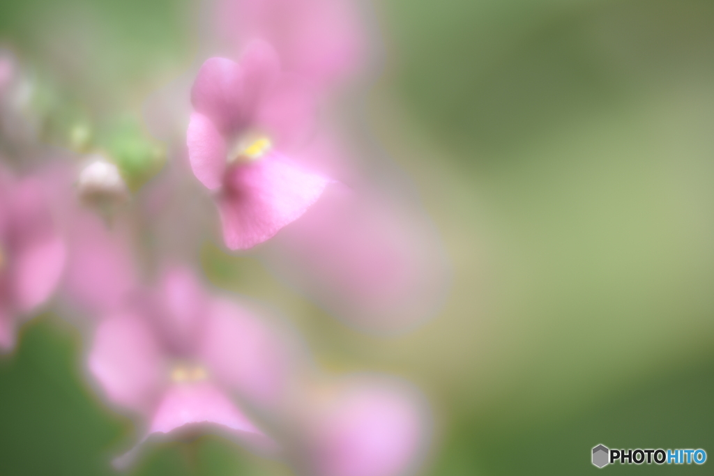「Nemesia」