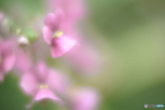 「Nemesia」