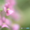 「Nemesia」
