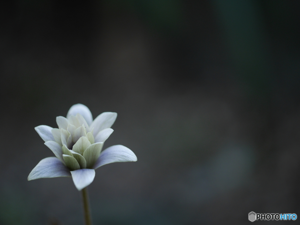 「Anemone keiskeana」