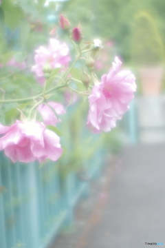 「薔薇は・・・」