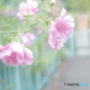 「薔薇は・・・」